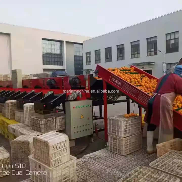 دستگاه مرتب سازی بر روی پیاز پیاز گوجه فرنگی ضد زنگ دستگاه درجه بندی پیاز سیب زمینی درجه بندی اندازه گیری